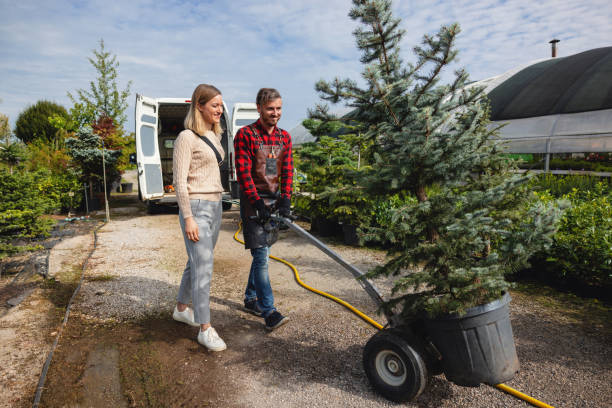 Best Large Tree Removal  in USA